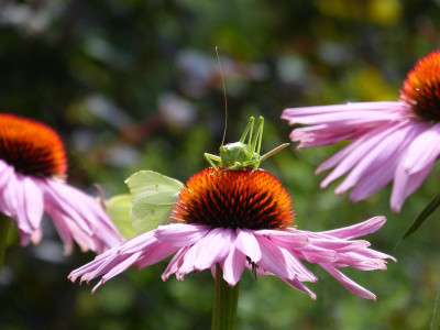 2016-07-10 Gartenimpressionen 9.jpg