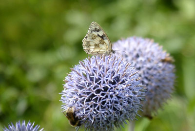 2016-07-10 Gartenimpressionen 10.jpg