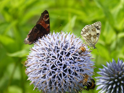 2016-07-10 Gartenimpressionen 12.jpg