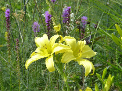 2016-07-10 Hemerocallis 'Vespers'.jpg