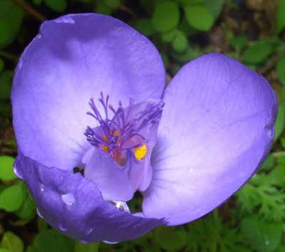 Crocus_banaticus_viell.jpg
