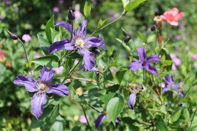 Clematis integrifolia Saphyra Indigo.JPG