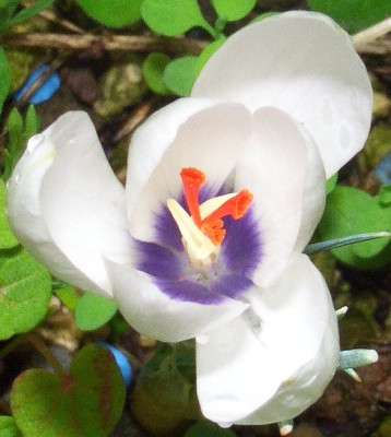 Crocus_mathewii_06.jpg