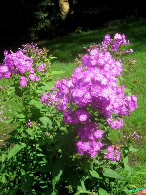 Phlox-Slg.jpg