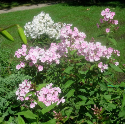 Phlox 'Perlmutt' vor 'Belosnezka'_3862.jpg