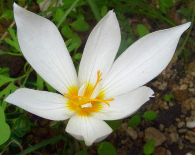 Crocus_boryi_06.jpg