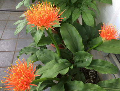 Scadoxus Koenig Albert 07-2016.jpg