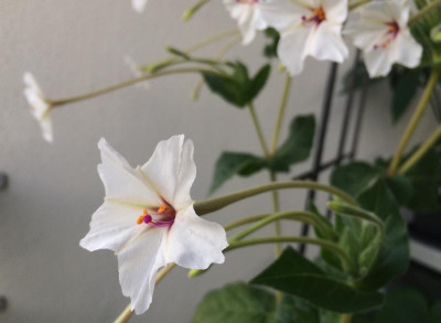 Mirabilis longiflora 07-2016.jpg