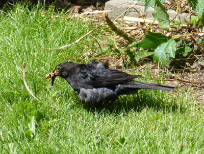 2016-07-10 Amsel.jpg