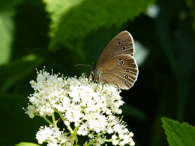 2016-07-10 Falter Brauner Waldvogel.jpg
