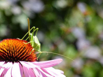 2016-07-10 Insekten Heupferd 2.jpg