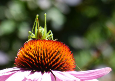 2016-07-10 Insekten Heupferd 1.jpg