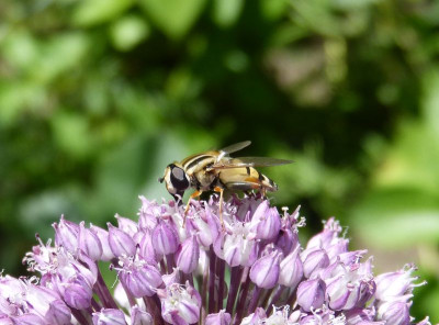 2016-07-10 Insekten Schwebfliege.jpg