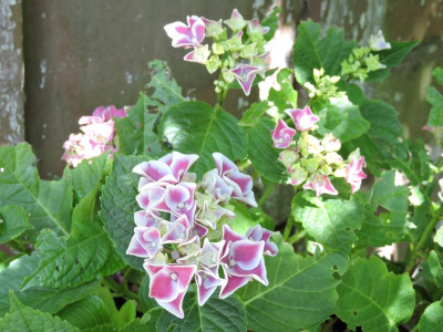DSCN5281.JPG