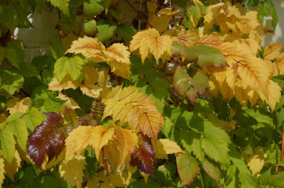 Wilder_Wein_N_0075_86.jpg