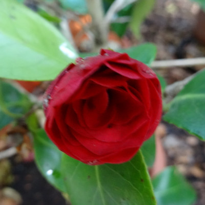 Blüte.jpg