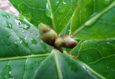 Knospen.jpg