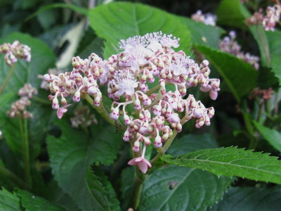 Cardiandra alternifolia [1280x768].jpg