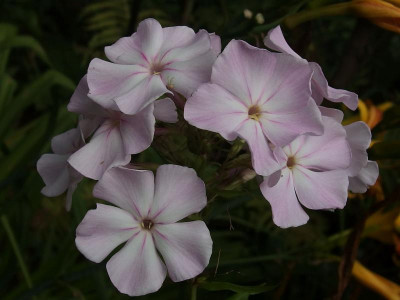 Superphlox_BG Moskau_GA_P7281647.JPG