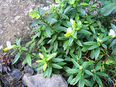 Polygala_chamaebuxus_fars_2006.jpg
