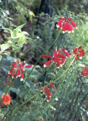 Dichelostemma_ida_maia_am_Zaun.jpg