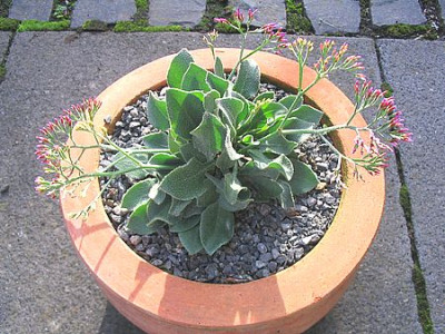 Limonium_preauxii_fars_Herbst_2006.jpg