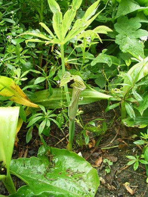 arisaema_x_096.jpg