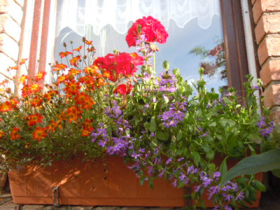 Fensterkasten.JPG