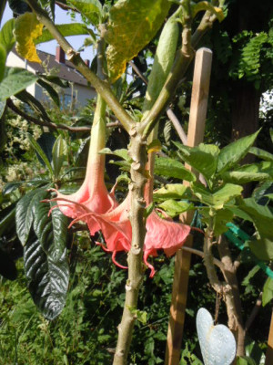 Dalens Pink Amour.JPG