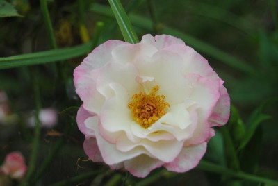 juni 071.jpg