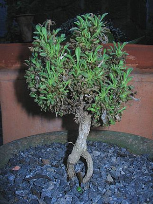 Asteriscus_Baeumchen_fars.jpg