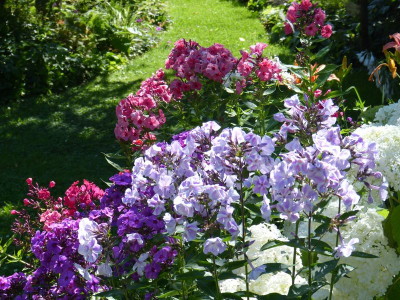 2016-07-12 Phlox.jpg