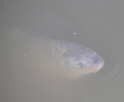 Fisch1.jpg