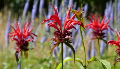 2016-07-12 Monarda 'Jacob Cline'.jpg