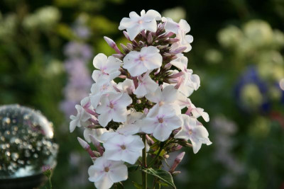 Phlox2616.JPG
