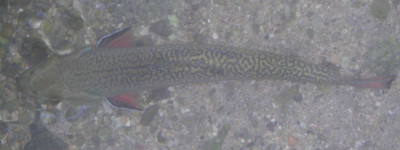 Fisch2.jpg