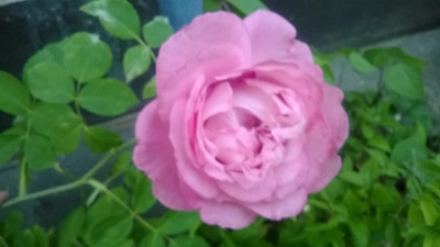 Mrs_John_Laing_Blüte.jpg