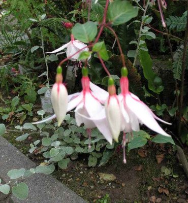 9.10.06._Fuchsia_Piper__022.JPG
