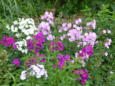 2016-07-12 Phlox 3.jpg