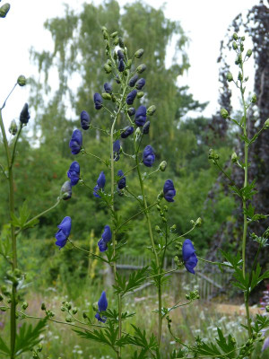 2016-07-12 Aconitum.jpg