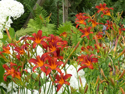 2016-07-12 Hemerocallis 'Crimson Pirate'.jpg