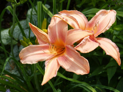 2016-07-12 Hemerocallis 'Hello Dolly' 2.jpg