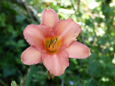 2016-07-12 Hemerocallis 1.jpg