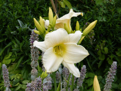 2016-07-12 Hemerocallis 'Serena Madonna'.jpg