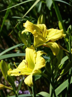 2016-07-12 Hemerocallis 'Green Flutter'.jpg