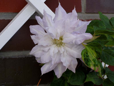 clematis_chalcedony.JPG