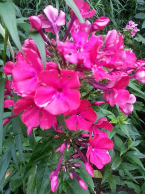 20160712_082144.jpg