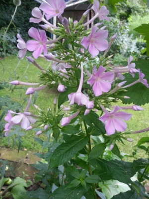 20160712_082324.jpg
