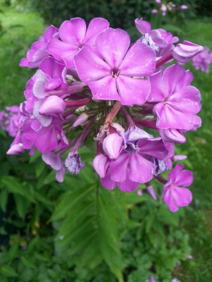 20160712_082221.jpg