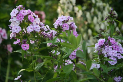 Phlox2816.JPG